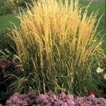 Tall Exotic Grasses Add Variety in the Landscape - yellow grasses
