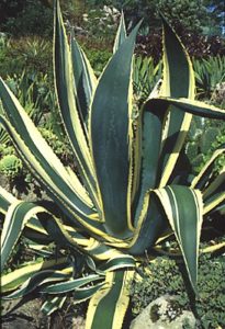 Landscaping with Cacti and Succulents - agave americanus variegated