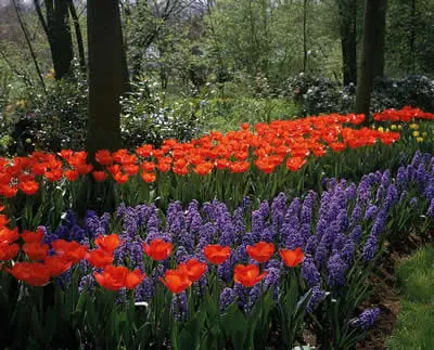 Plan Your Garden for Spring - red and purple flowers