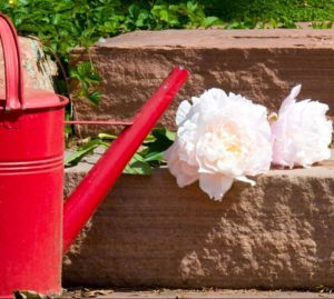 Spring Clean Up for Lawns and Gardens - watering can