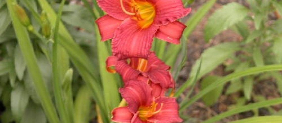 Finding Edible Plants in Your Yard - daylily