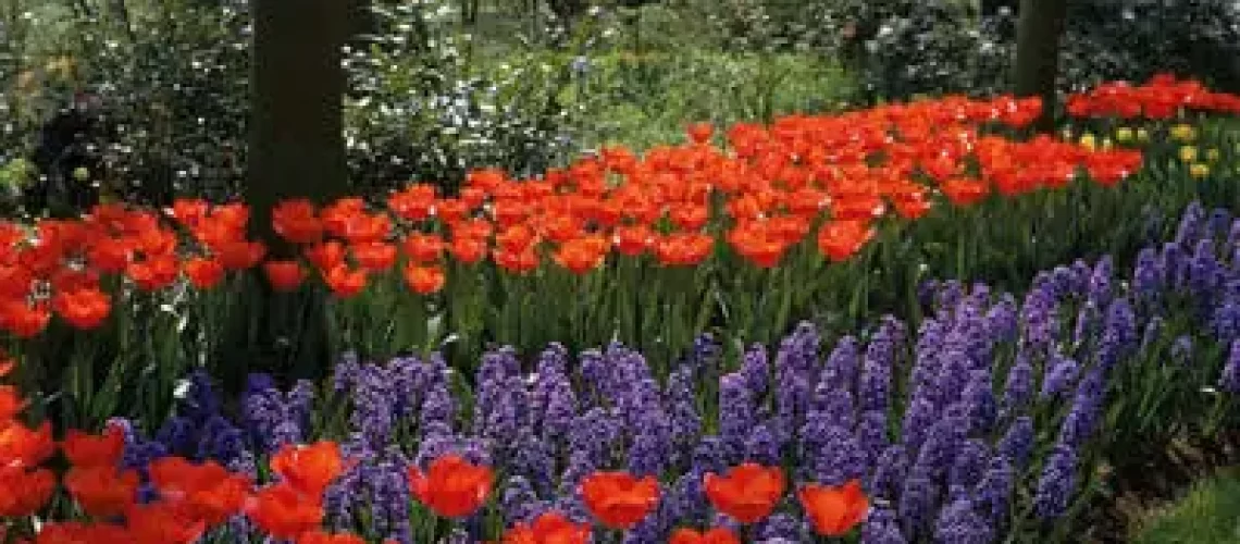 Plan Your Garden for Spring - red and purple flowers