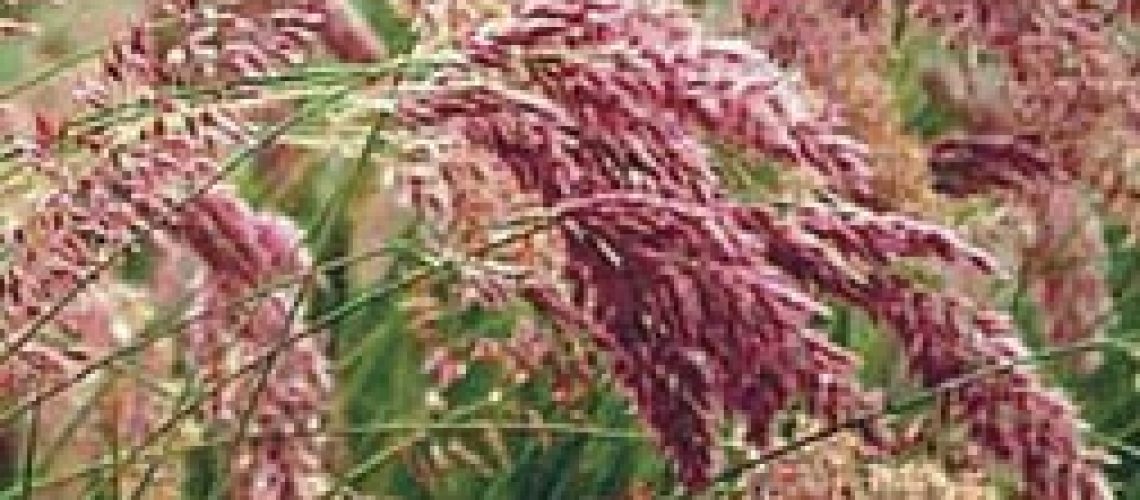 Tall Exotic Grasses Add Variety in the Landscape - purple grasses