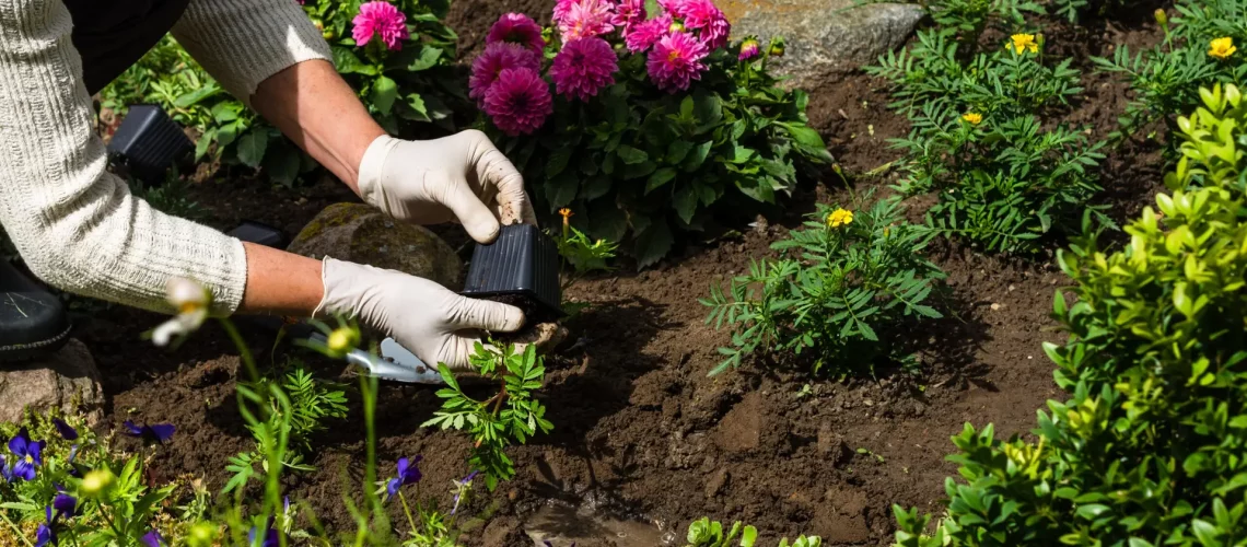 Woman is planting marigold (Tagetes)  seedlings in the flower garden, horticulture and the flower planting concept